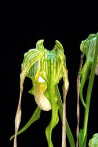 Phragmipedium Tall Tails Gayle's Ozone AM 80 pts - Flower Close